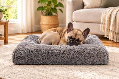 French Bulldog curled up in the Plush Nest Dog Bed