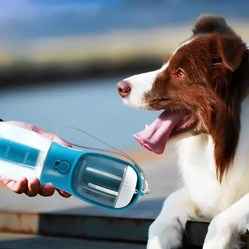 Border collie drinking water from a 3-in-1 portable dog water bottle